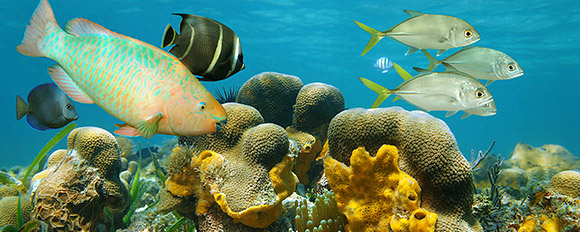 Entdecken Sie eine atemberaubende Unterwasserwelt
