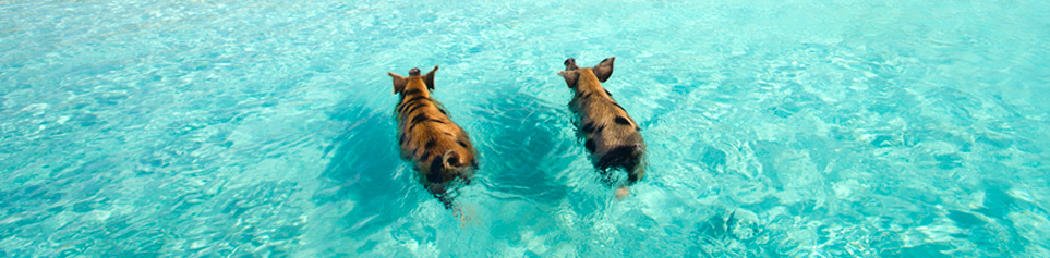 Hotels The Exumas Bahamas