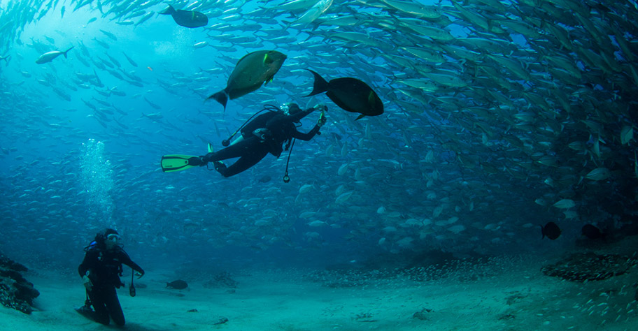 Fischschwarm Tobago Tauchen Tobago Trinidad Riff Korallen Tauchen
