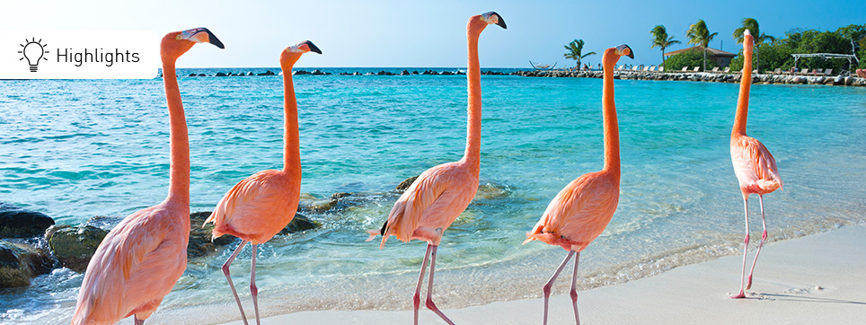 Bonaire Reisen Flamingos Bonaire Ferien Highlights
