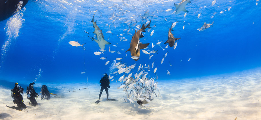 Bonaire Tauchen Haie Schweizer Reisebüro