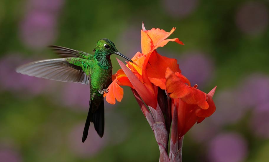 Kuba Natur Reise Kolibri Tipps Wanderungen