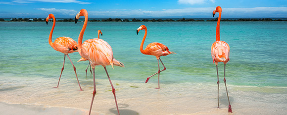 Inselkombinationen und bewährte Hotels auf Aruba, Bonaire und Curacao
