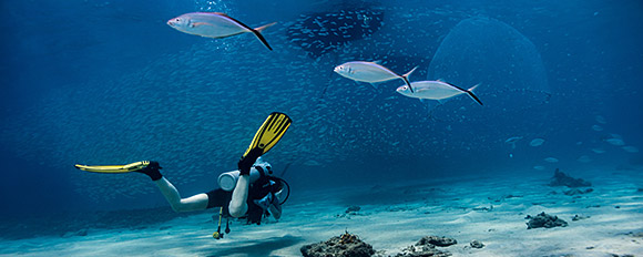 Ausgesuchte Angebote für Tauchreisen zu den schönsten Unterwasser Spots der Karibik
