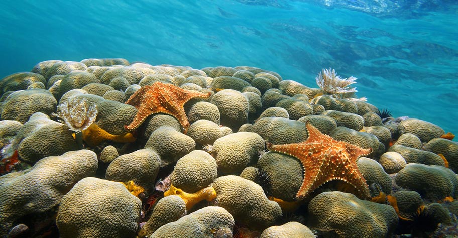 Aruba Strandferien Tauchen Korallenriff Unterwasserwelt