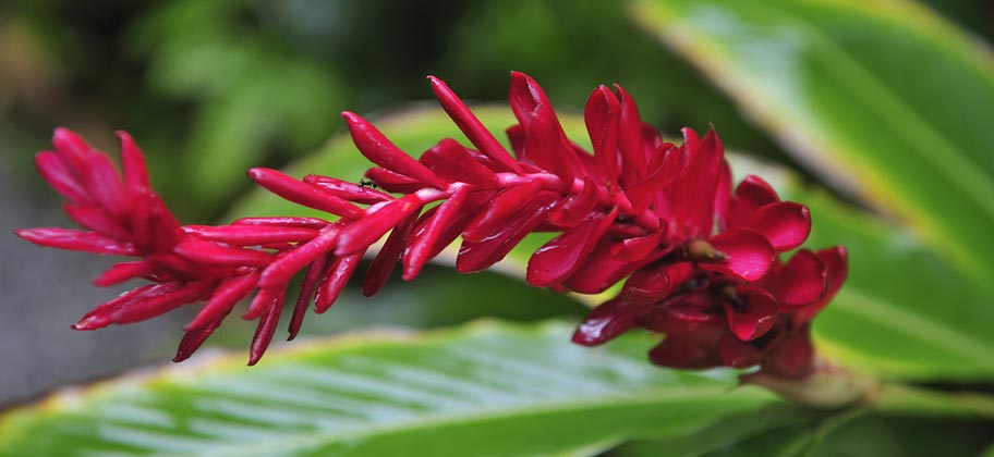 Botanischer Garten auf St. Lucia Blumen