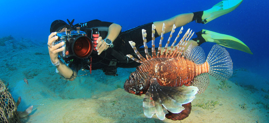 Curacao Tauchen Korallen Riff Feuerfisch