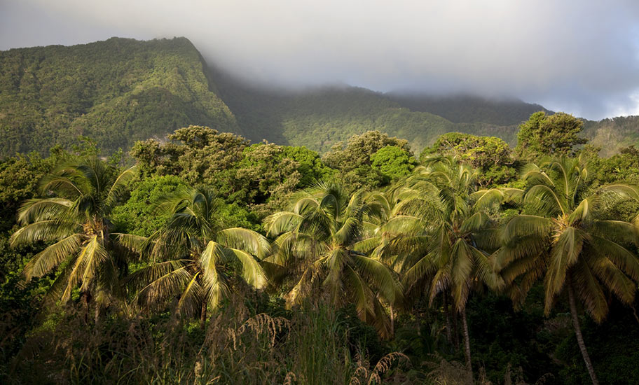 Natur Dominica Naturreisen Regenwald Nebel