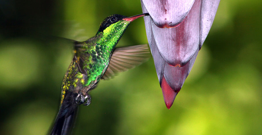 Jamaika Kolibri Natur Ausflüge Trekkings Wanderungen