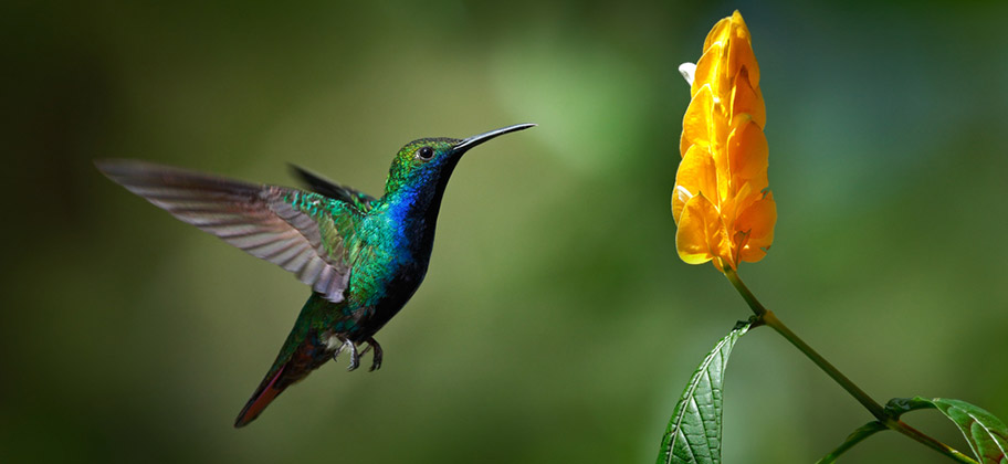 Trinidad Natur Reisen Vögel buchen