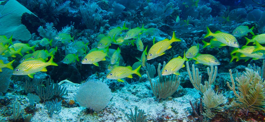 Tobago Korallen Riff Fisch Schwarm
