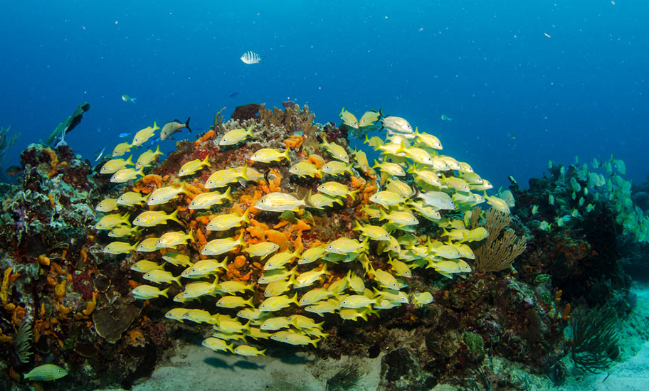 Kuba Tauchreisen buchen Fischschwarm