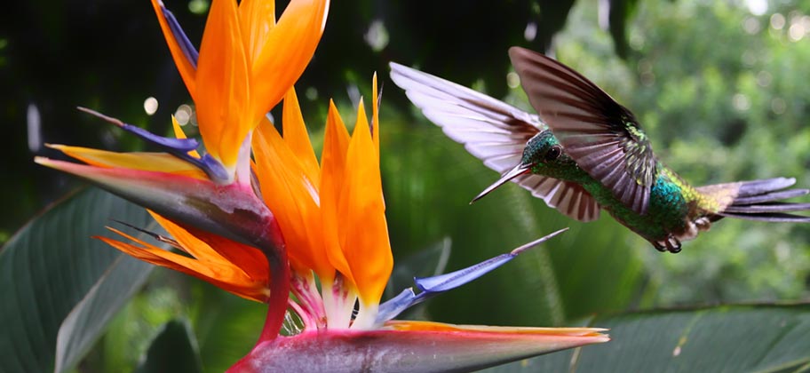 Martinique Wandern Kolibri Natur Blumen