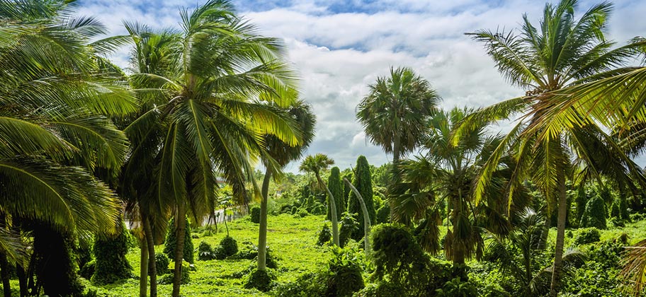 Martinique Natur Reisen Wandern Schweiz