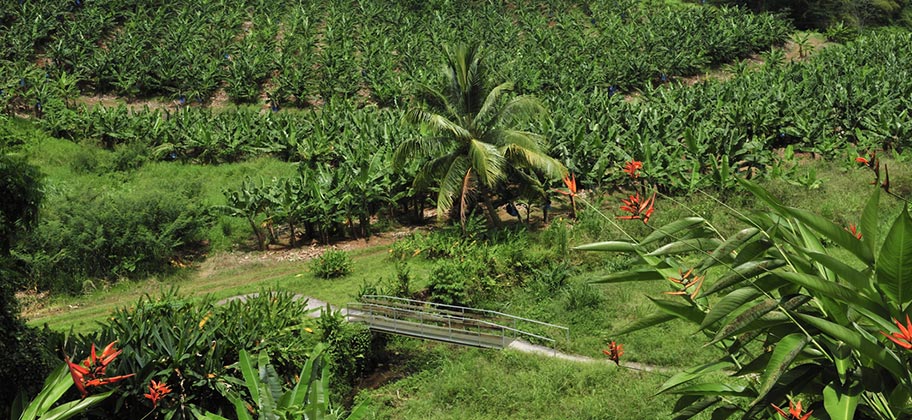 Martinique Wanderung Wanderweg Reisebüro