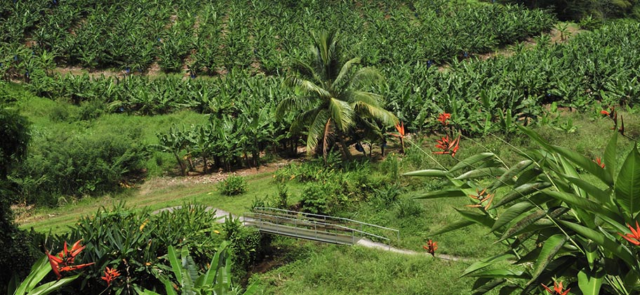 Martinique Wanderung Wanderweg Reisebüro