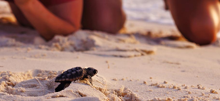 st. lucia schildkröte strand beobachtungen buchen schweiz