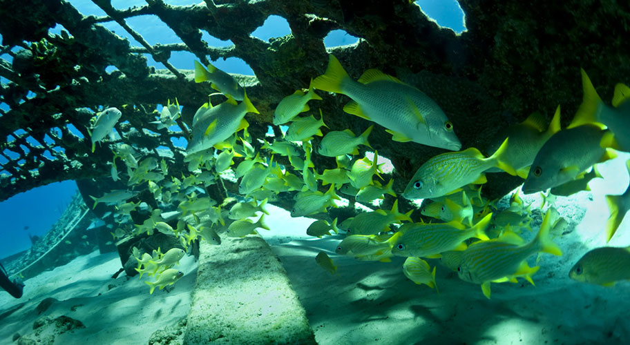 Turks Caicos Tauchreisen Wrack 